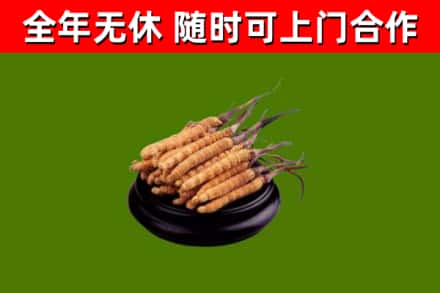 竹山回收散虫草