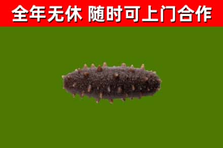 竹山回收海参干